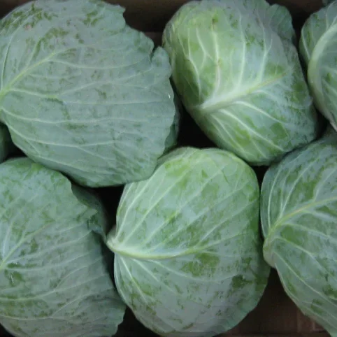 Chinese fresh new cabbages wholesalers price