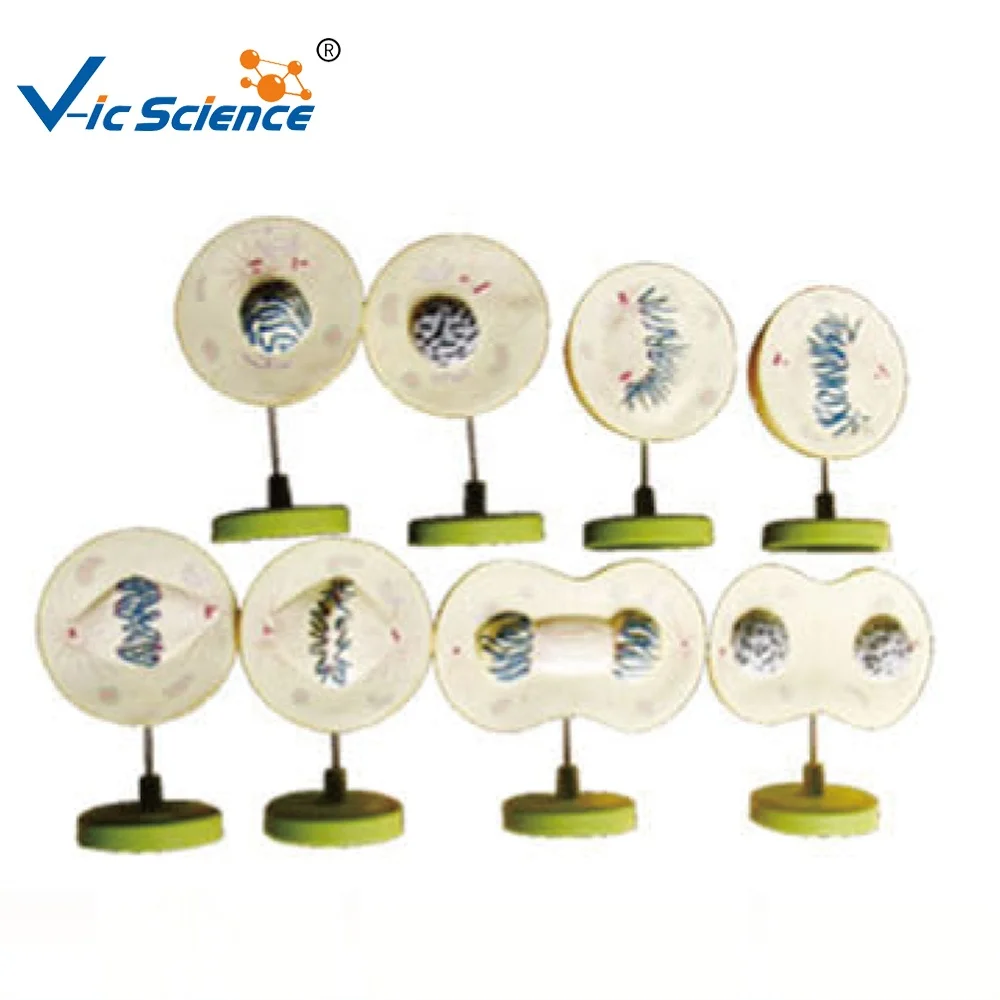 biology model Professional plastic mitosis model medical science education model