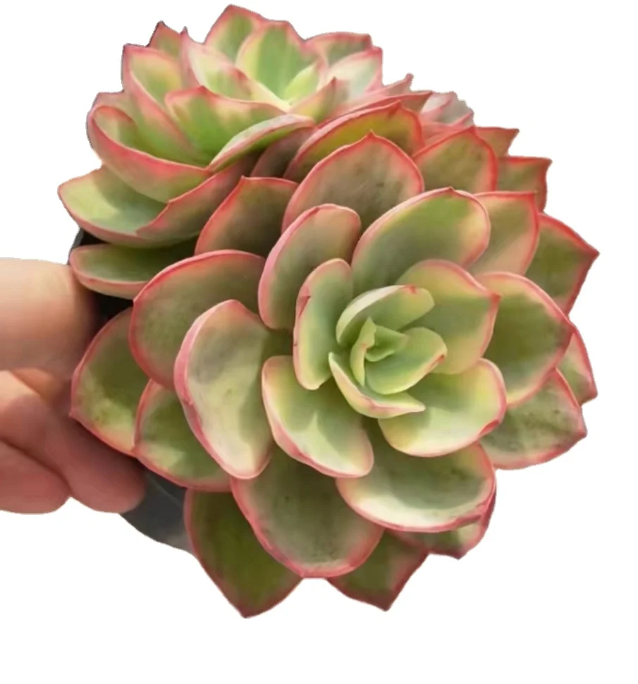 TS093 Echeveria Suyeon Variegate Wholesale Cute Succulent Planters Round Stone Artificial Plants And Artificial Succulents