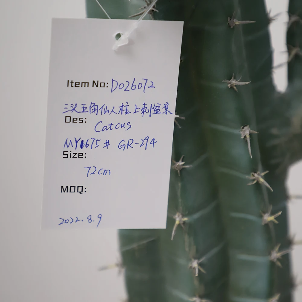 Artificial Wholesale Maceteros Para San Pedro Cactus Thailand Gymnocalycium Cactus Bailarin For Garden Landscape Decoration