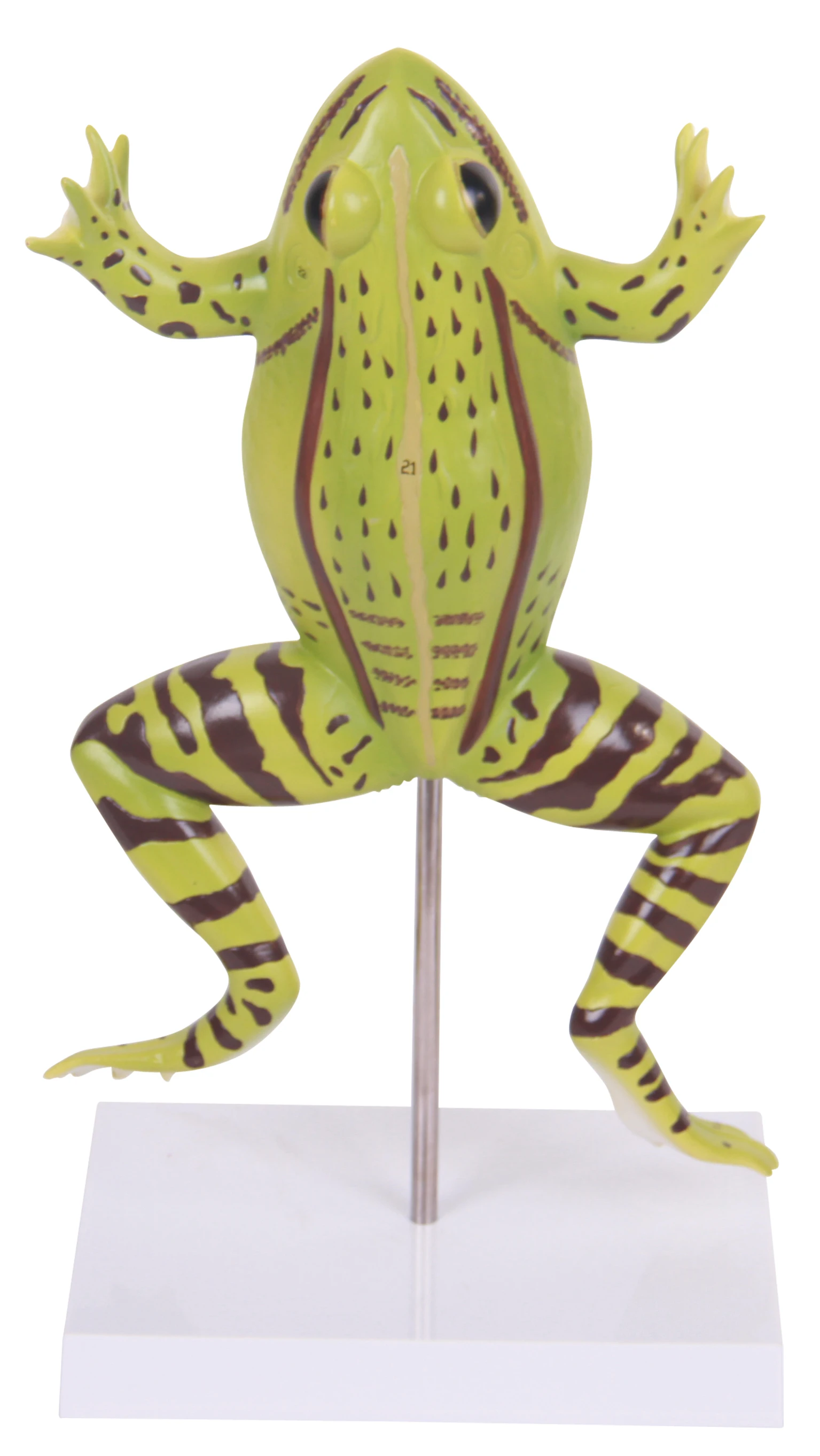frog anatomical model anatomy models of animals