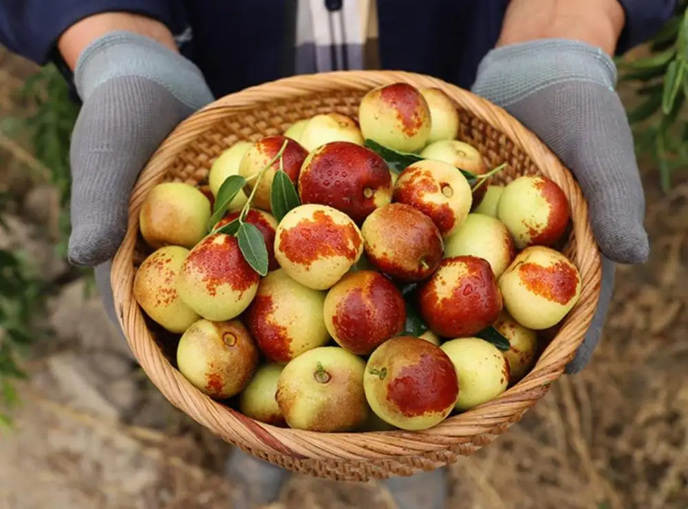 
Organic Fresh Dates Ziziphus Jujube Mill supplied to supermarket 