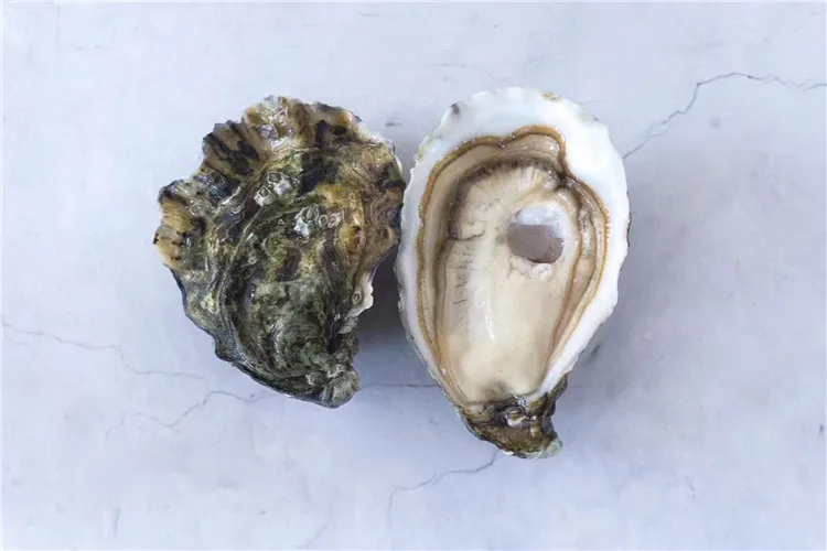 Good Quality Frozen Good Price Stable Supply Aquaculture Live Oyster For Sale