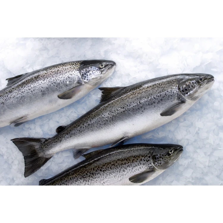 Farmed Atlantic Salmon