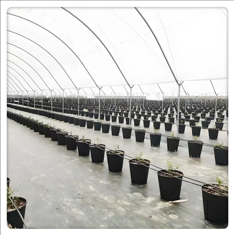 Hot Selling Large Agricultural Tunnel  Plastic Film Plants Steel Material Single PE Layer Square Pattern Rain Shelter Greenhouse
