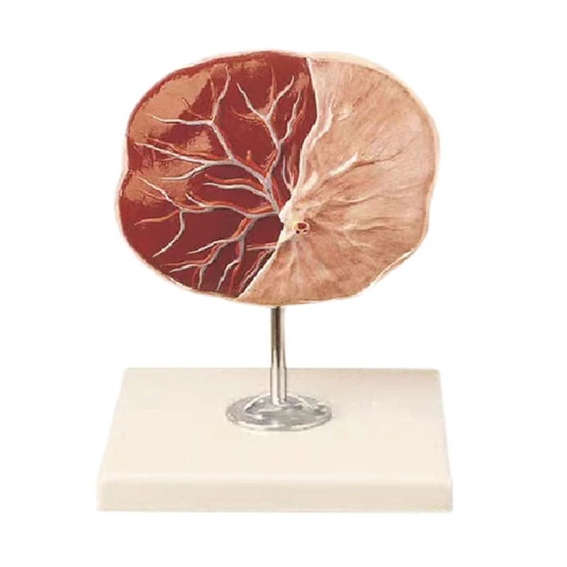 Medical Science educational Placenta Anatomical Training Model Placenta Model For Teaching