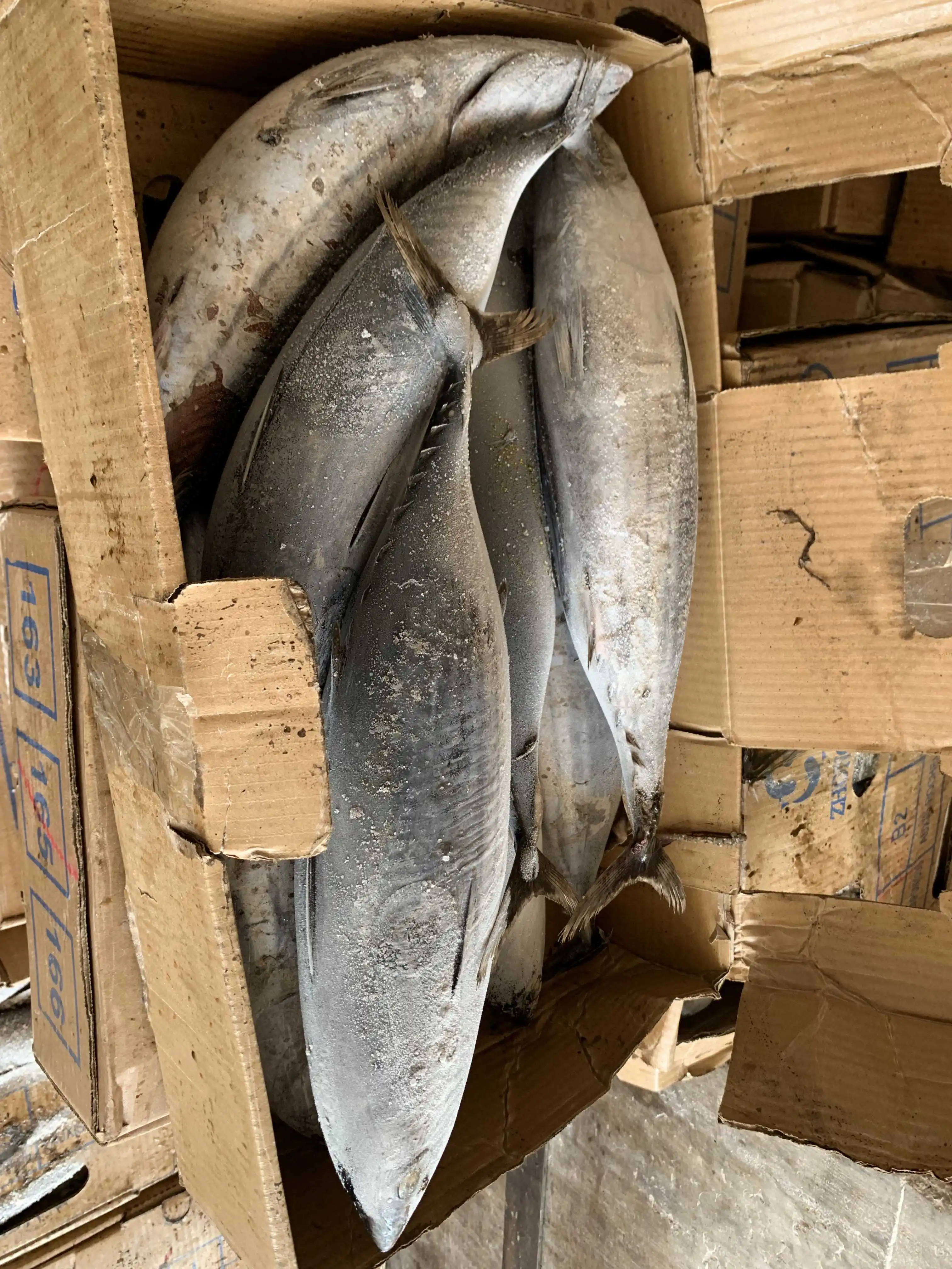 Заводская поставка, хорошее качество, Бонито, тунец для японского рынка