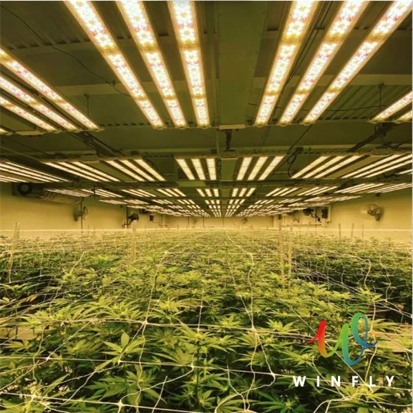 ETL, одобренный DLC, Тепличный магазин для выращивания растений Sunlike, светодиодный светильник для выращивания, заменяющий полный спектр Gavita 1700 pro E