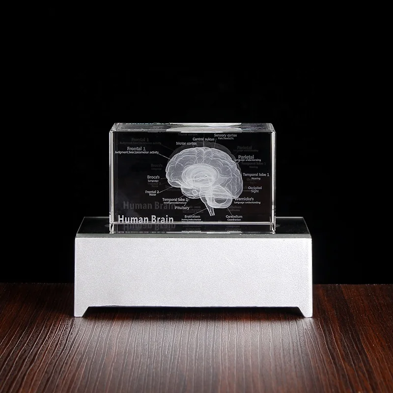 3D Human Anatomical Model Crystal Laser Brain Sculpture Cube Paperweight Figurines Thinking Medical Science Gift