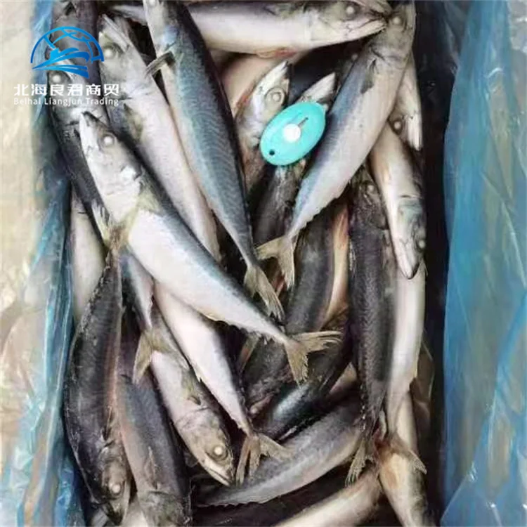 Хорошее качество 100-200 г свежих морепродуктов индийская популярная скумбрия целая круглая замороженная Тихоокеанская