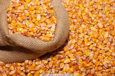 Latest hot selling seasonal fresh farmhouse high-quality corn a ton of fresh corn