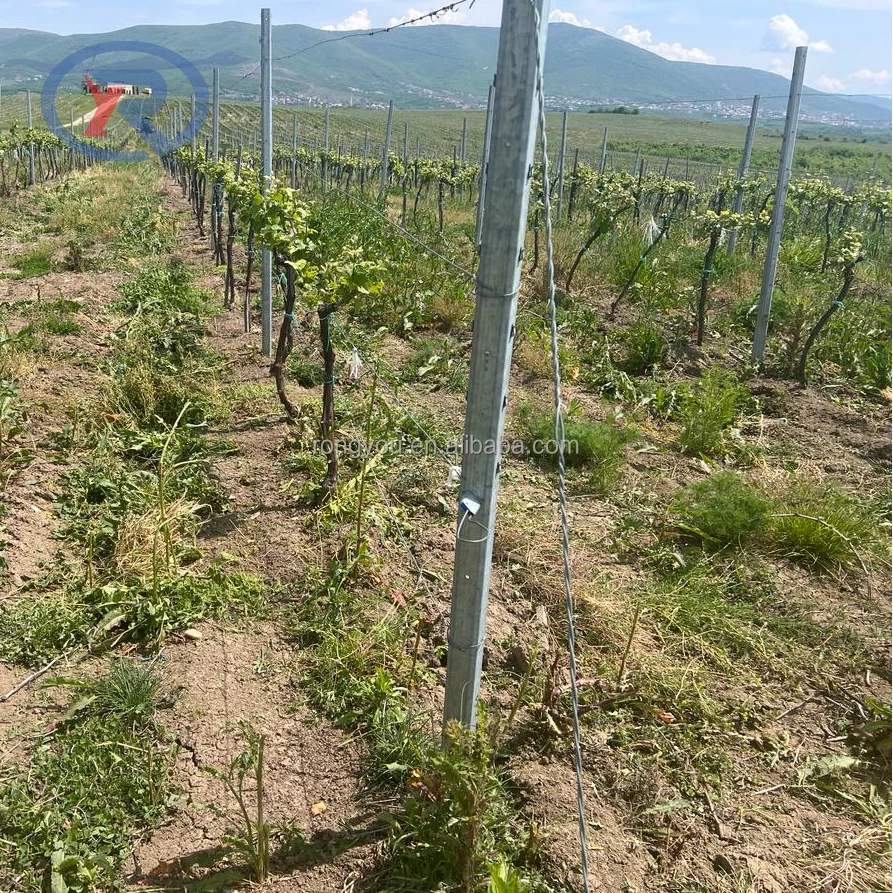 Hot dip galvanized steel metal fence vineyard trellis pole/High strength high zinc vine plants vineyard grape stake