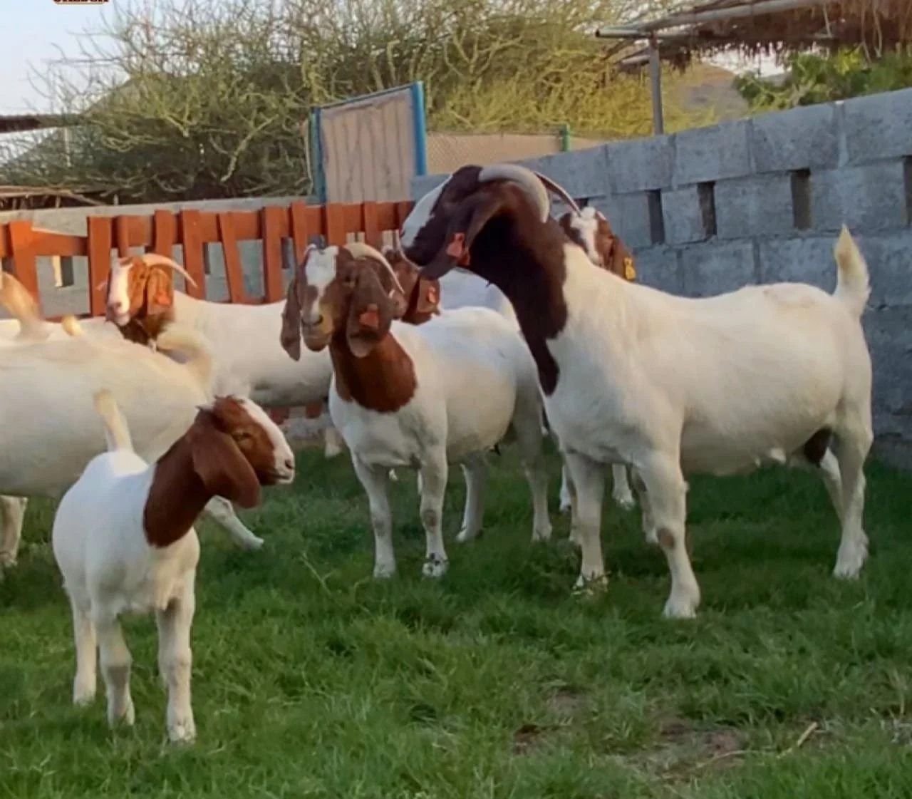 High Quality Live Stock Boer Goat Available For Sale At Low Price