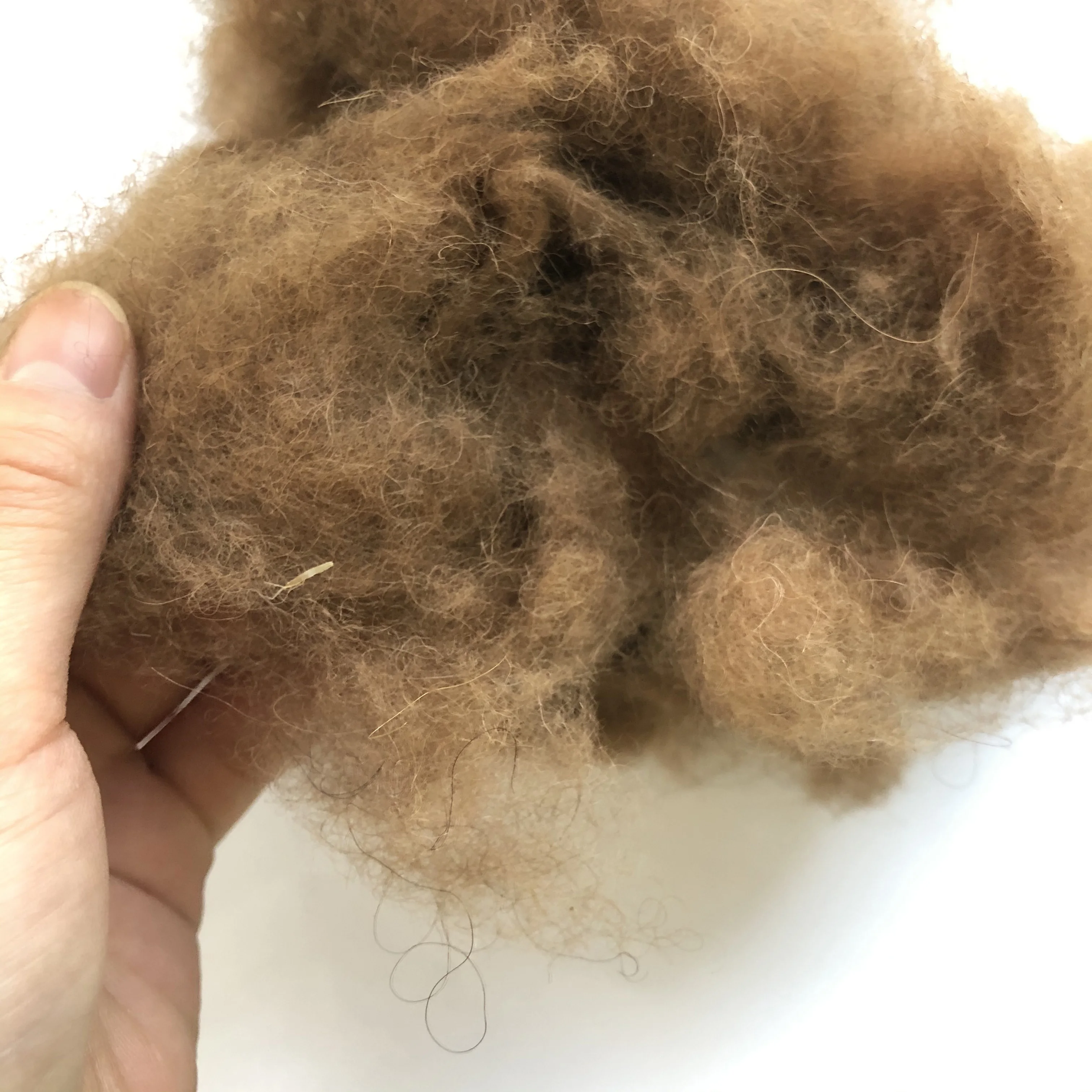 Dehaired camel hair, camel wool waste on sale