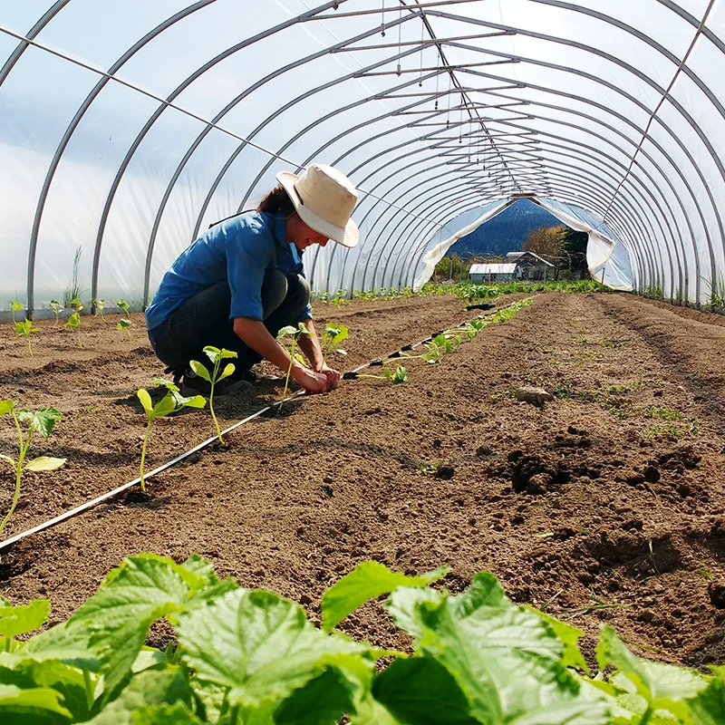 
Single-Layer PO Greenhouse Film Gothic Tunnel Greenhouse 