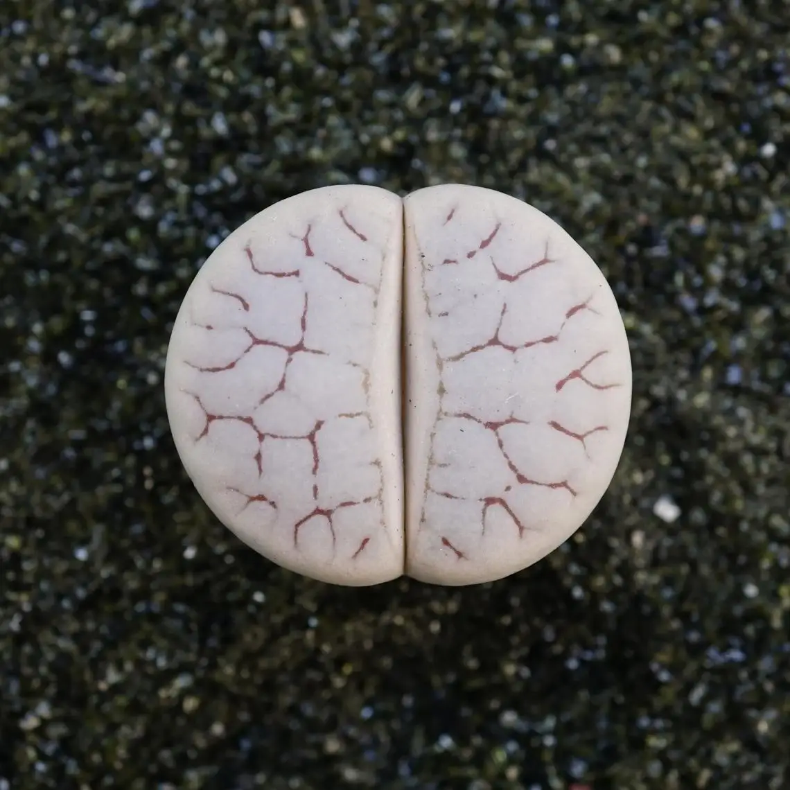 
Cheap wholesale natural living stone Lithops pseudo volkii succulent plants 