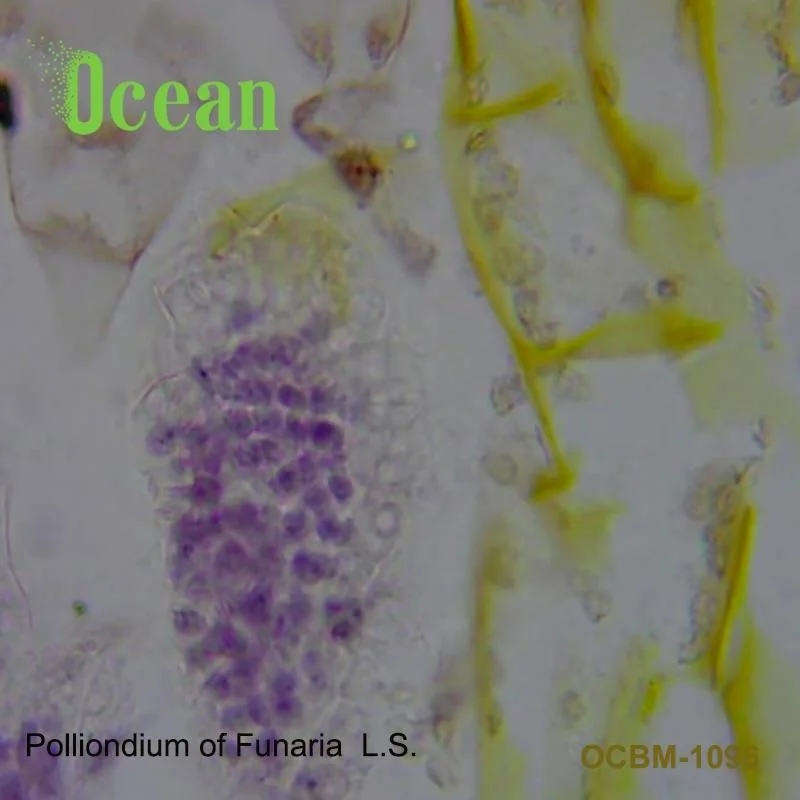 Медицинские предметы для микроскопа Polliondium of Funaria L.S. биологическая