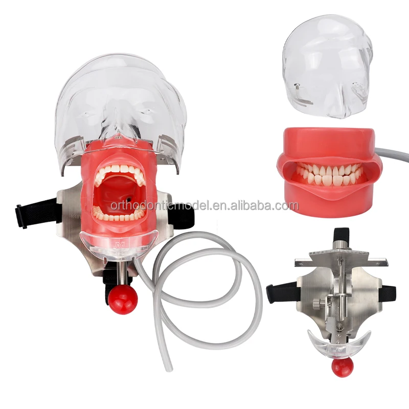 dental manikin with phantom head for dental teaching and practicing with screw-in teeth model and soft silicone gum