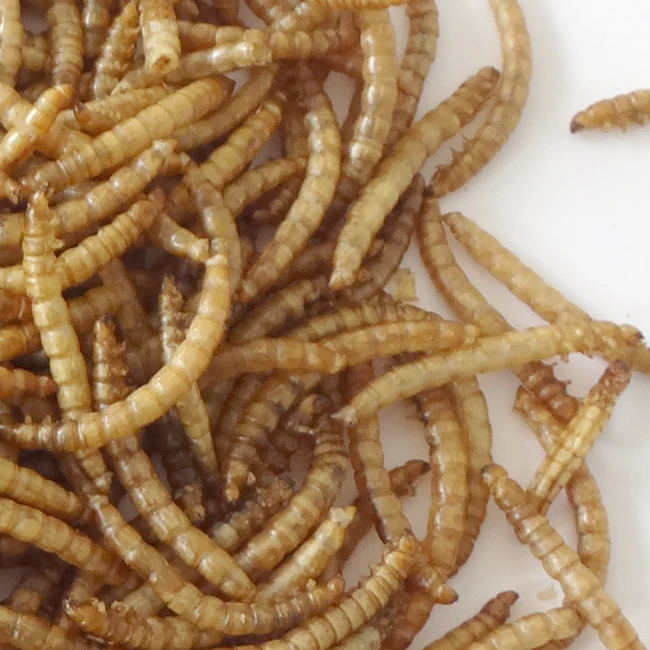 High Nutrition Poultry Chicken Bird Feed Dried Mealworm 800g