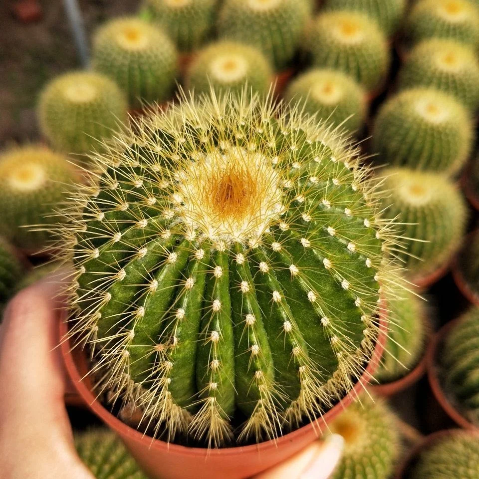 
Wholesale indoor live bead plant cactus 