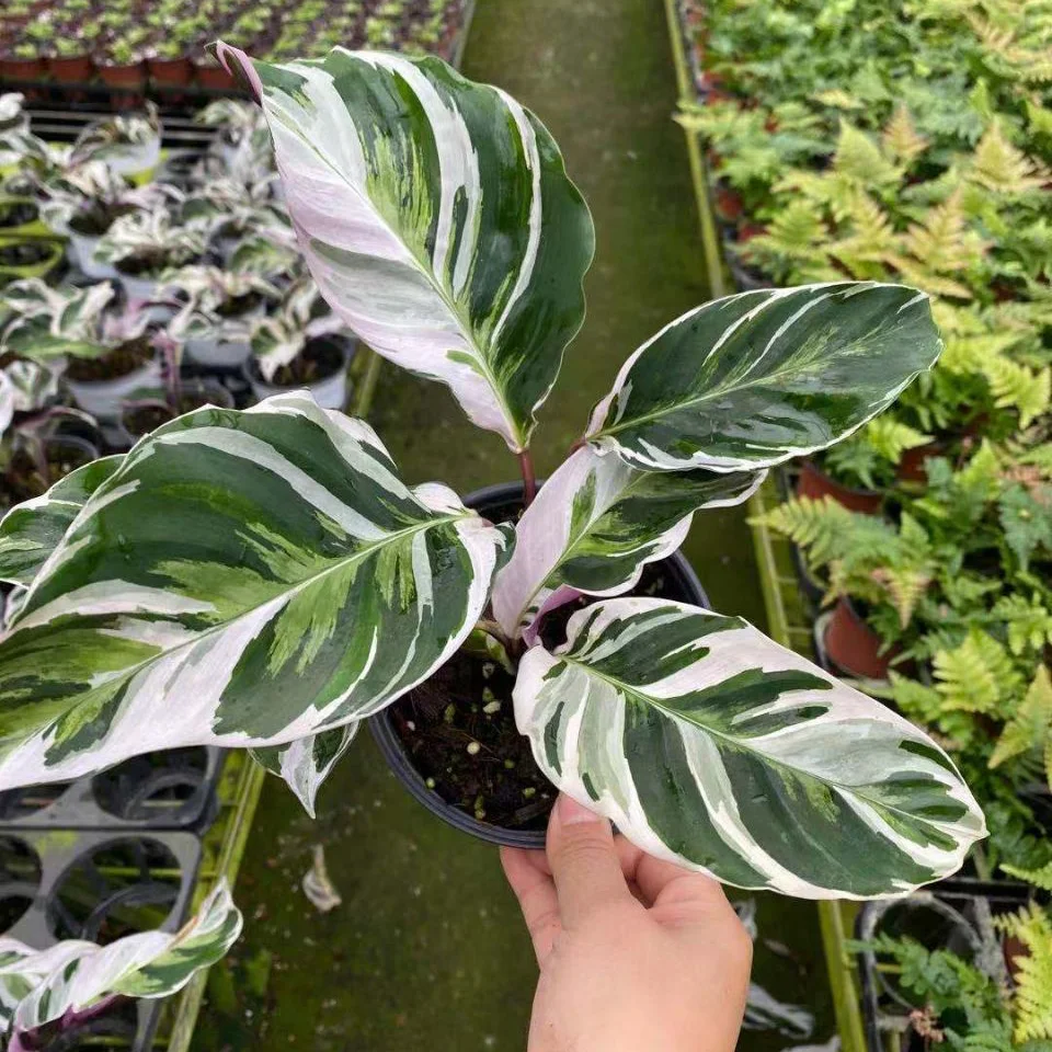 Calathea Fushion white