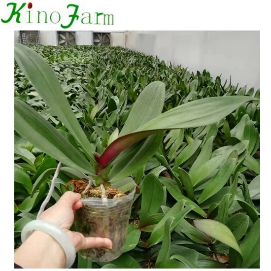 Phalaenopsis Young Plant