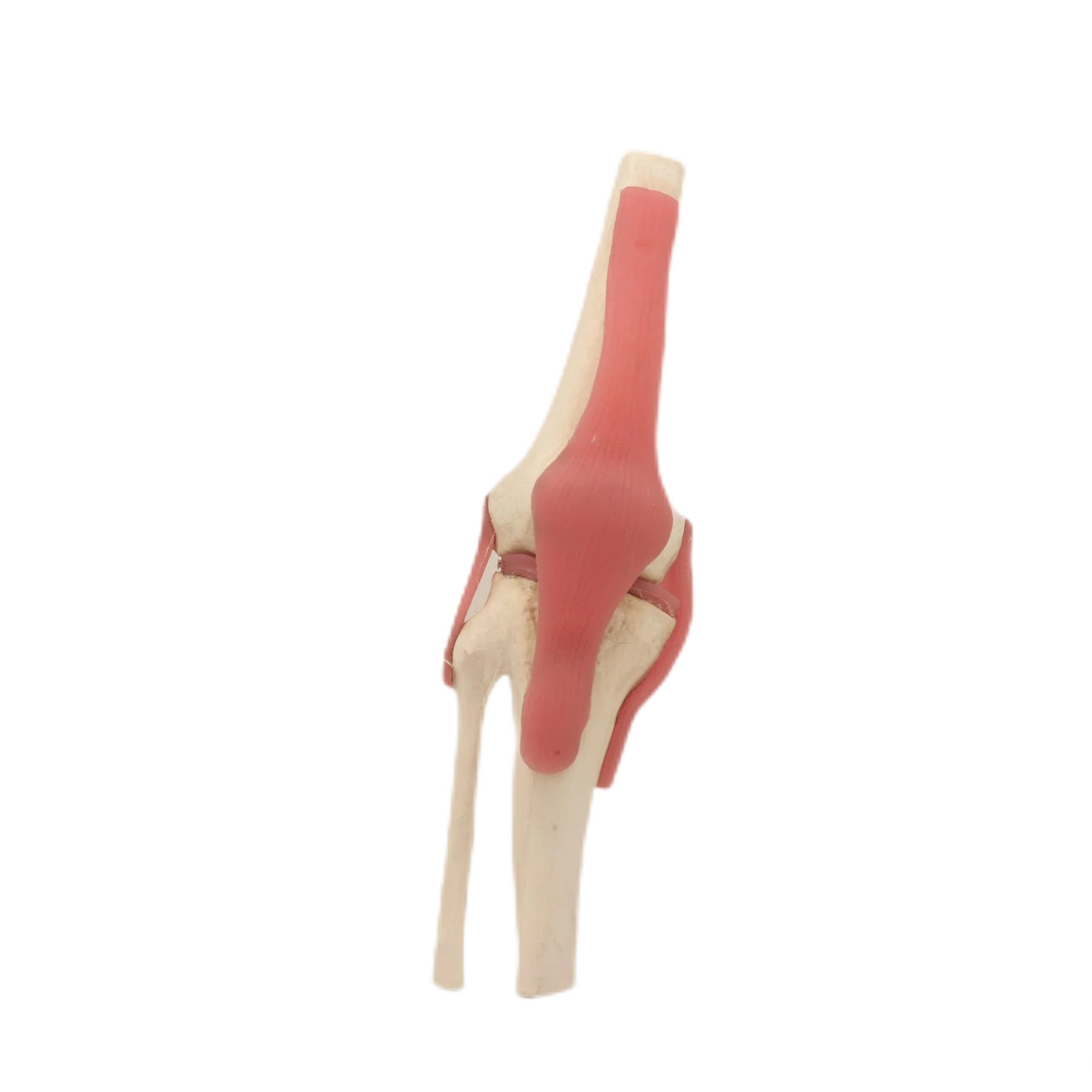 Advanced PVC Biology 85cm Human Male And Female Torso 21parts