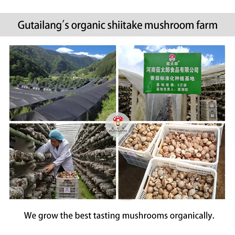 Edible dried black tree fungus full cut black fugus mushroom dried sliced black fungus piece black agaric wood fungus block