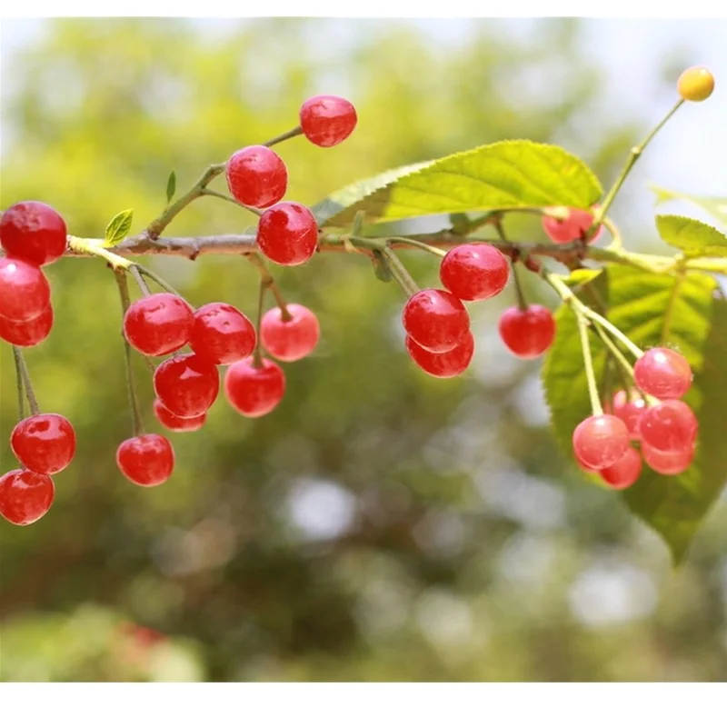 Bulk Package Pitted Product Exported Frozen Fruit IQF Sour Cherry