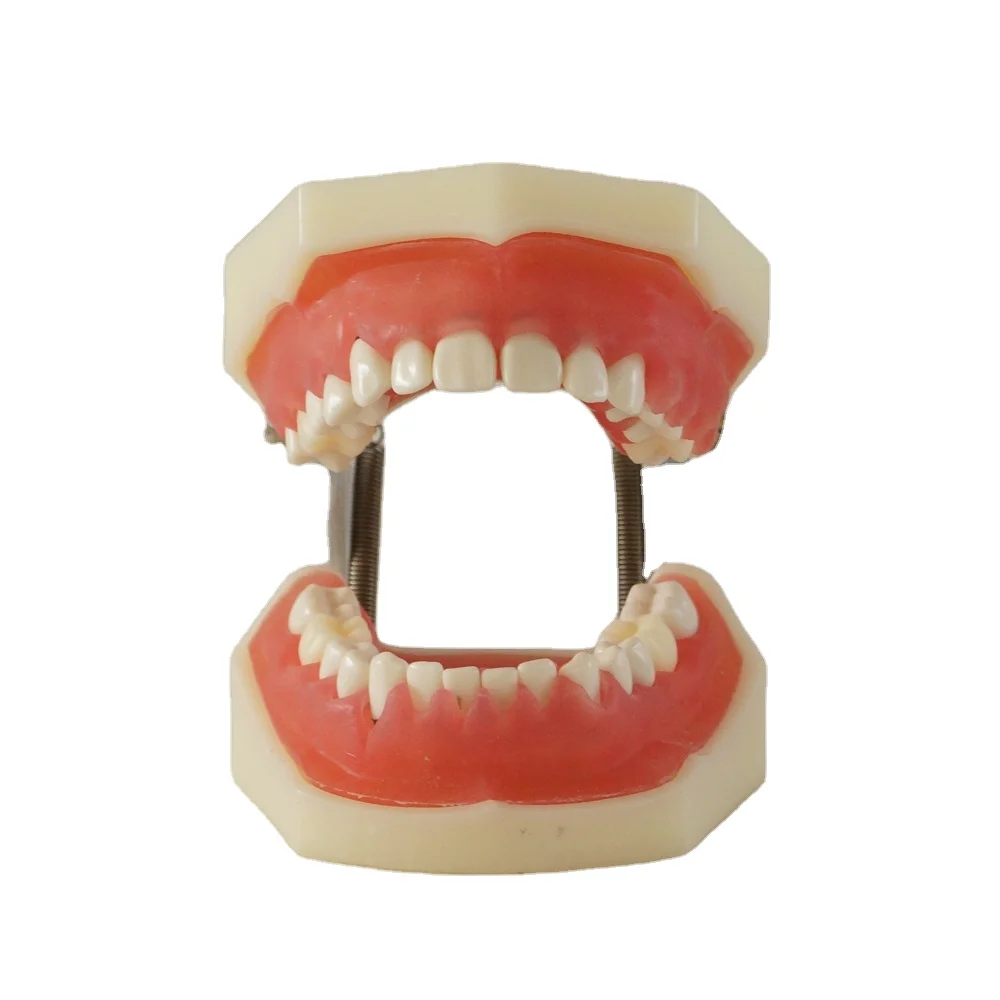 Зубная модель для тренировки зубов с перидонным заболеванием