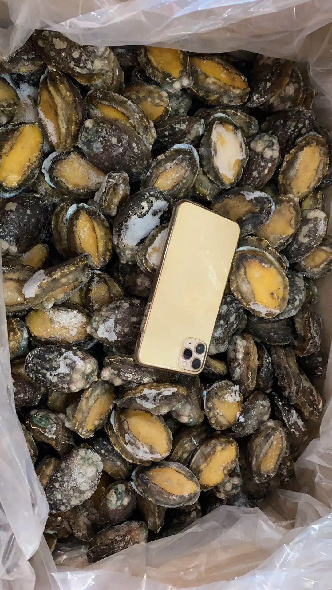 In Shells Wholesale Haliotis In With Shell Abalone Abalone