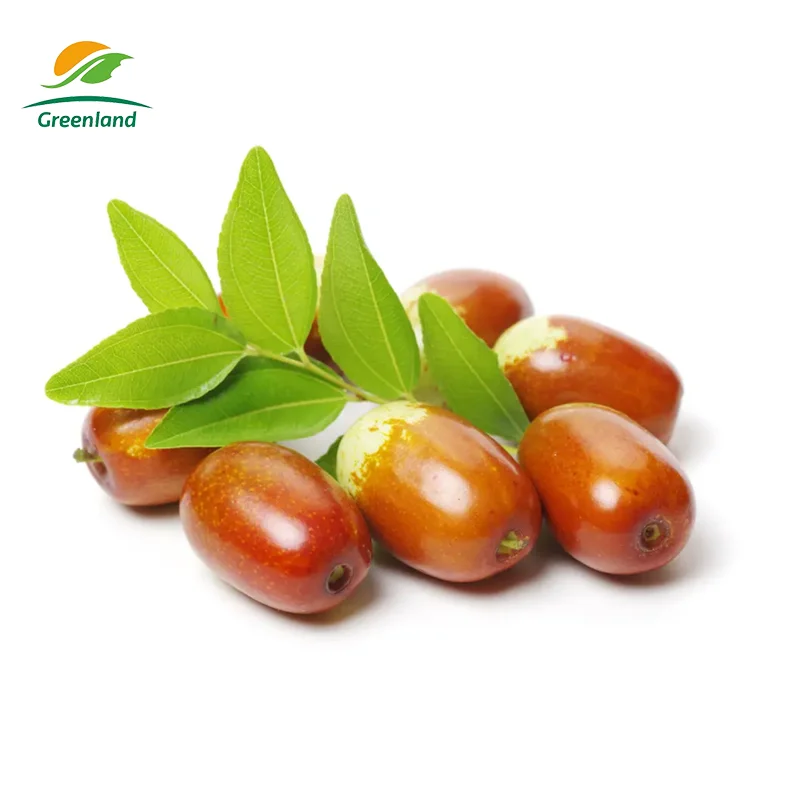 Factory Jujube Extract Chinese Date extract powder
