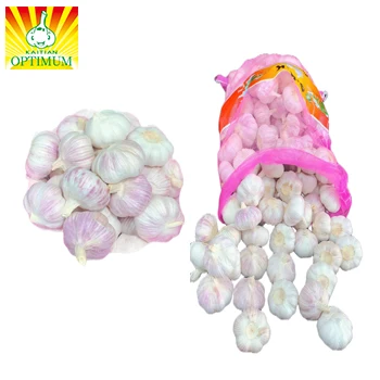 Fresh red garlic crop and bulb 4p garlic exporter