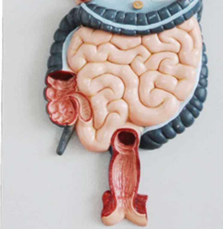 DARHMMY Human Digestive System Anatomical Model for Medical Science