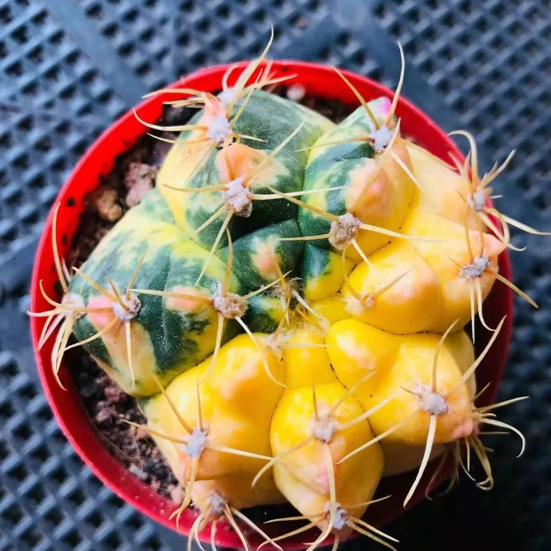 
Succulent plants wholesale sea Wang Jin cactus 6 cm or so take root potted plant radiation protection 