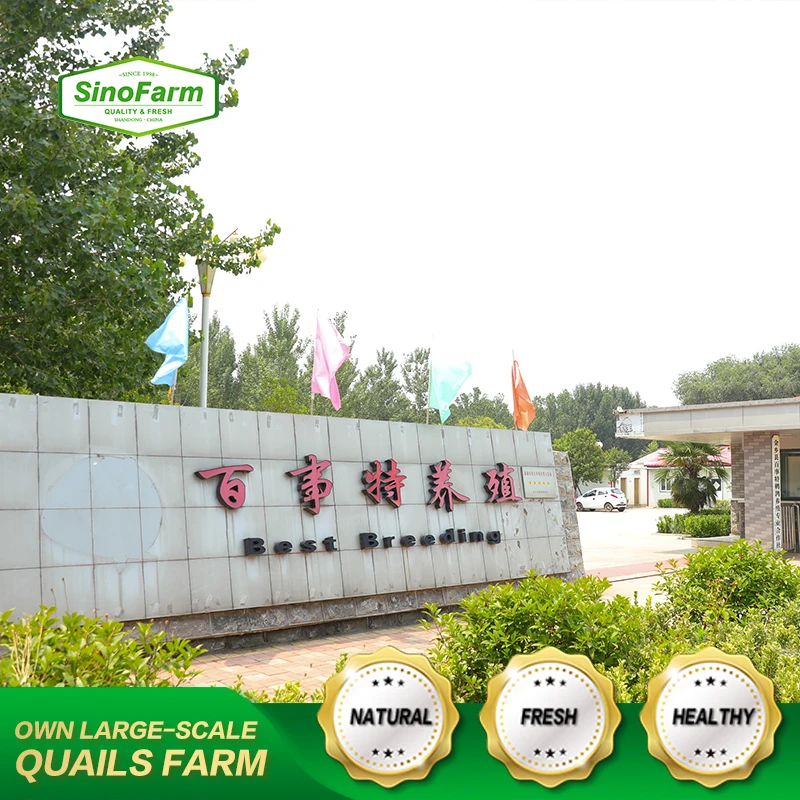 Shandong Sino Farm factory supply Weight of 425g 850g 3kg salted canned boiled quail eggs in brine water export for sale