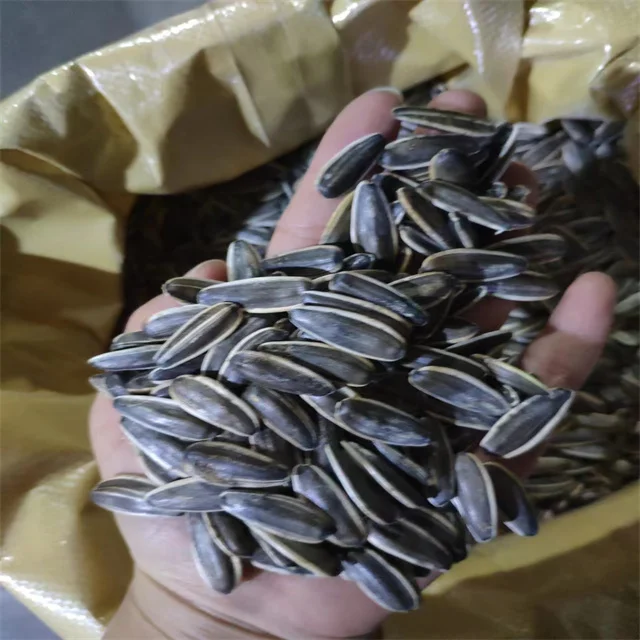 361 363 601 inner mongolia factory big size black color  sunflower seeds kernels