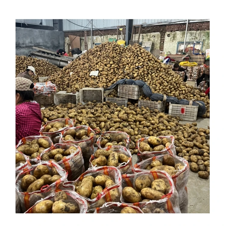 China New Crop Fresh Potato 100% Natural Organic Holland Yellow Potato Wholesale Price