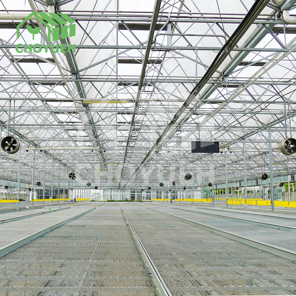 CHOYUEH an Innovative Solution for Enhanced Seedling Production Peanut Seedlings: the Efficient Rolling Seedbed.