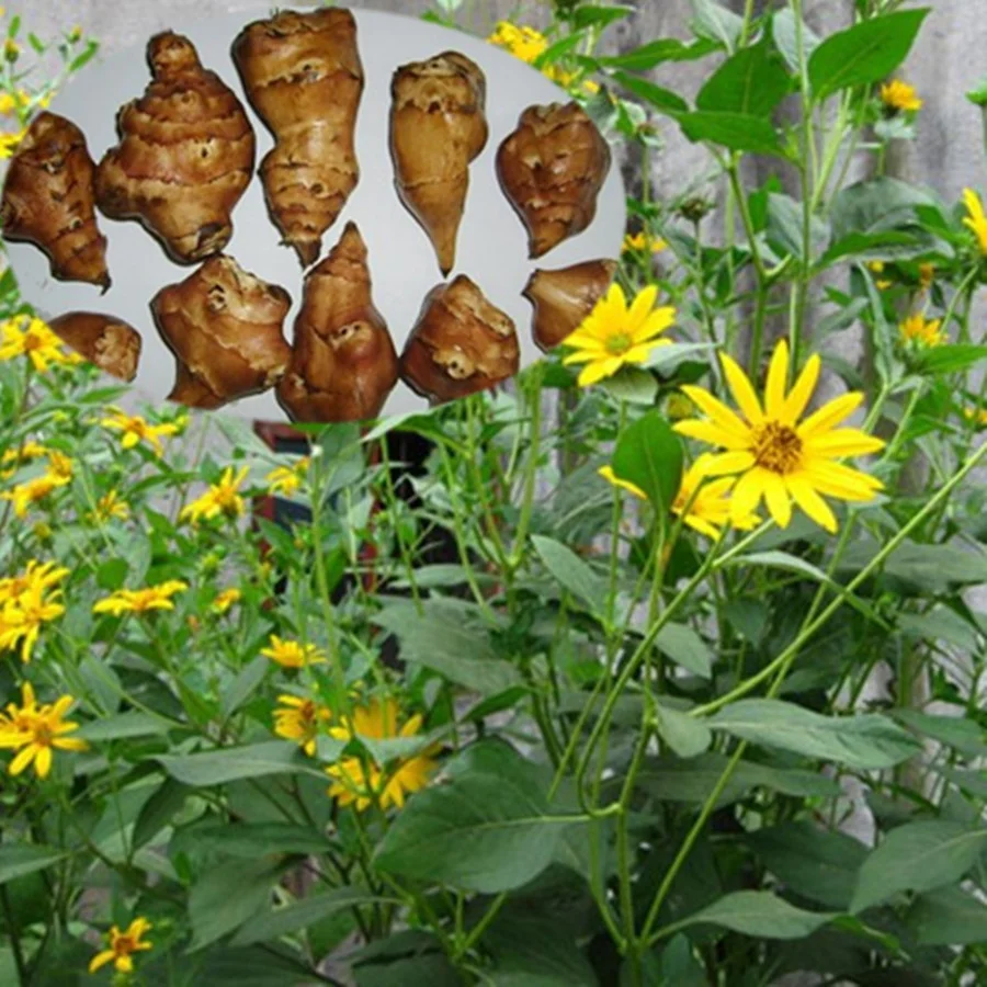 inulin (4).png
