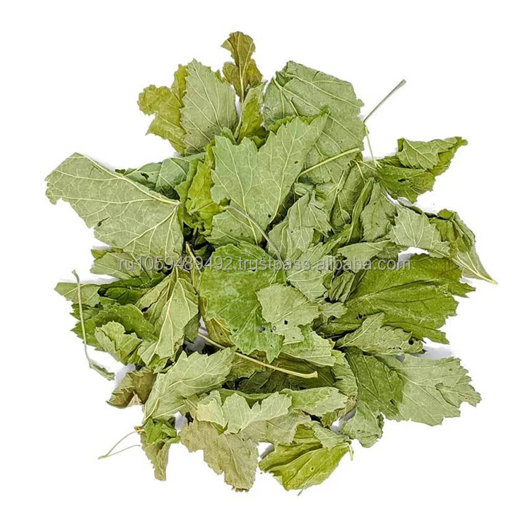 Dried whole currant leaves tea very beneficial for health best quality reliable supplier dried currant leaf