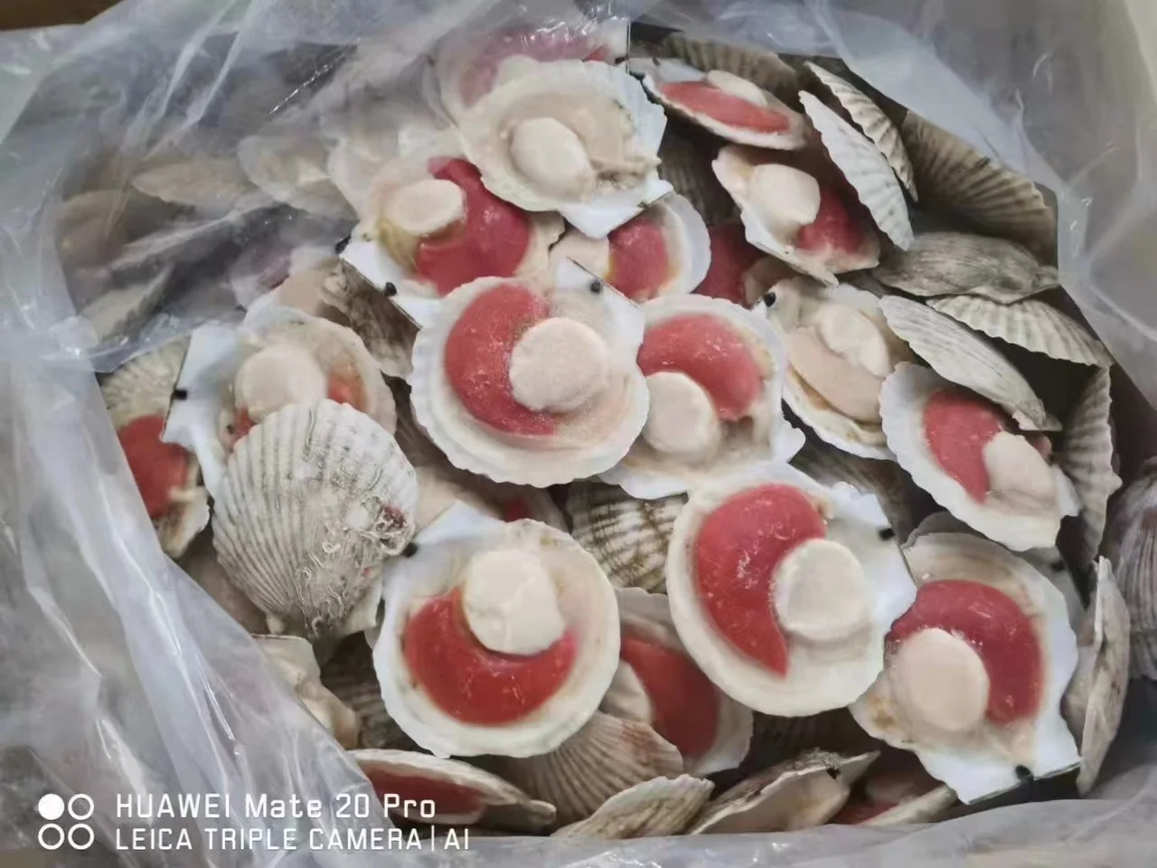 Frozen Half Shell Sea Scallop High Quality
