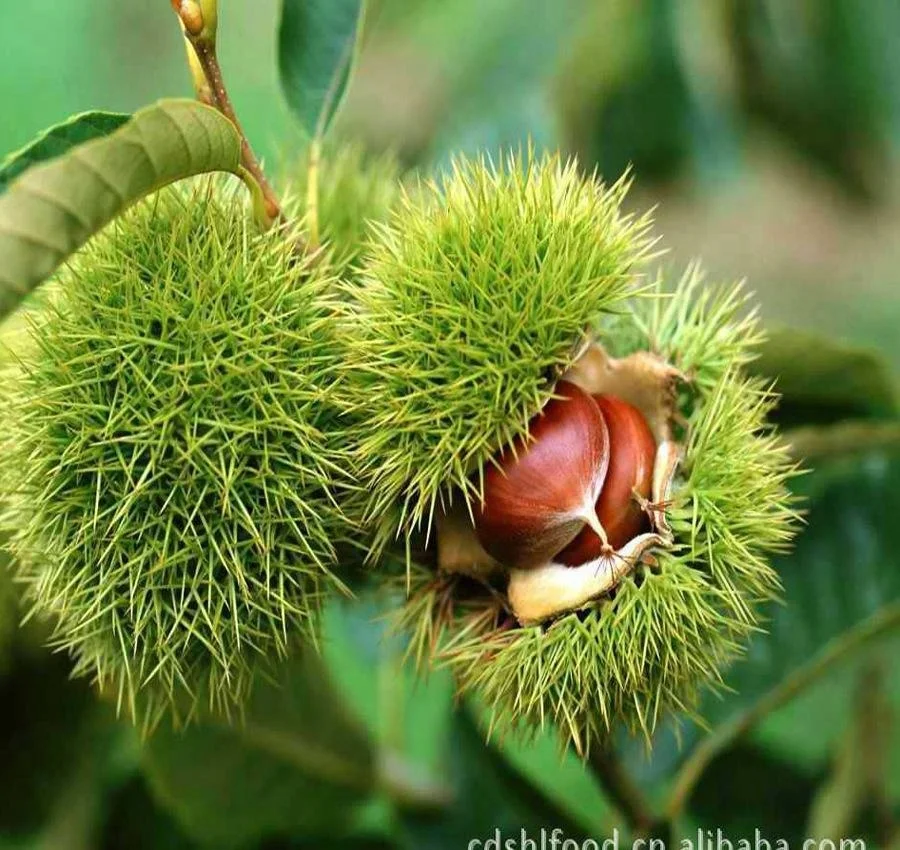 Tangshan закуска сладкие нежирные очищенные каштановые