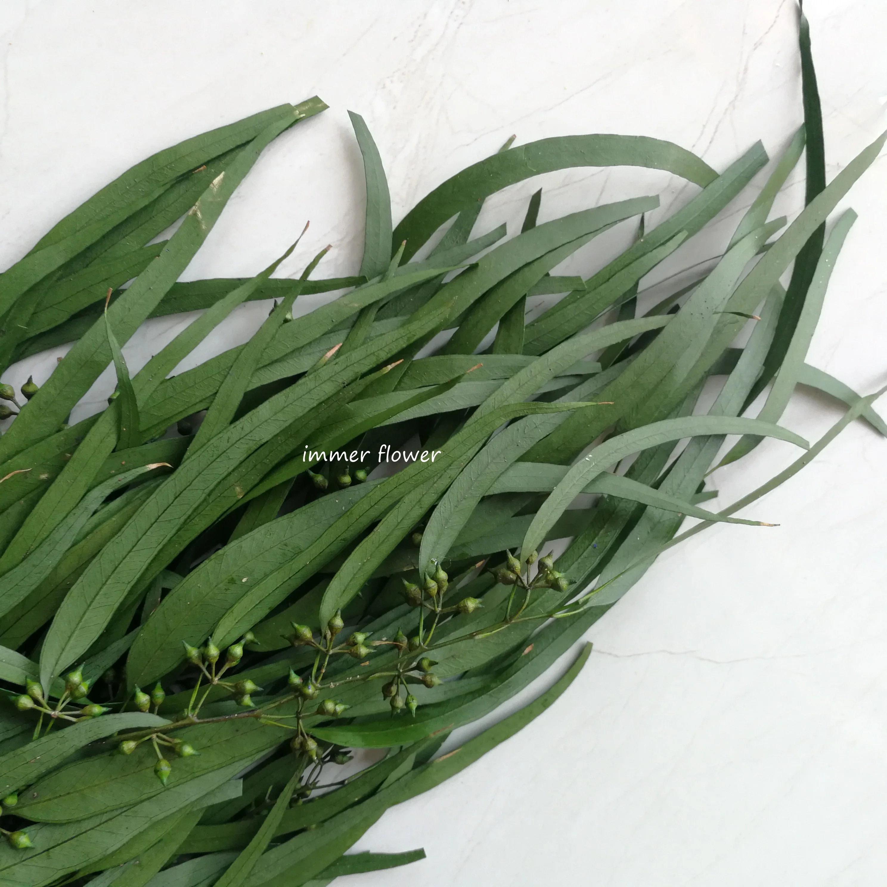 Cheap wholesale Eucalyptus Preserved leaf Stabilzied Eucalyptus Leaves