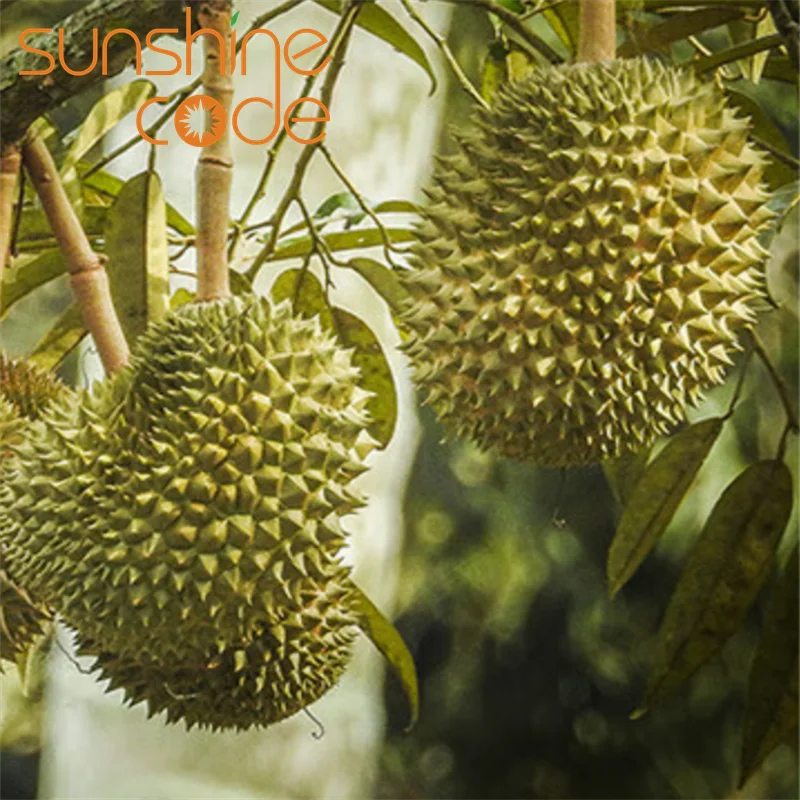 D197 durian-malaysia высококачественный Дуриан