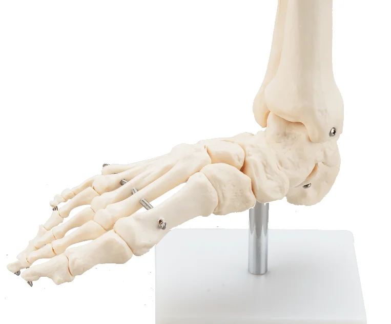 CBM-021B Life-Size Foot Joint,Foot anatomy model,Foot skeleton model for student learning CE