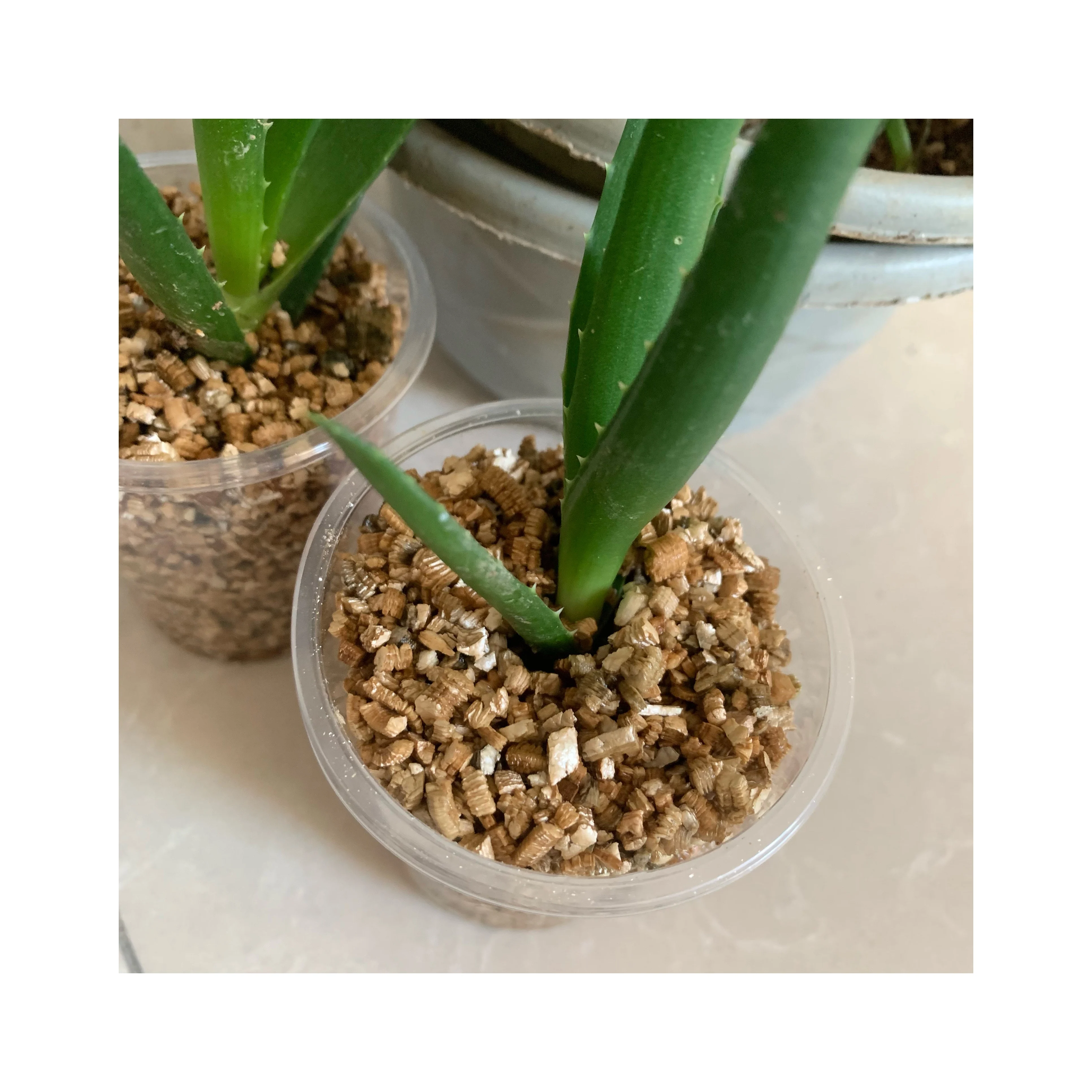 High-quality gold unfolds vermiculite to keep warm