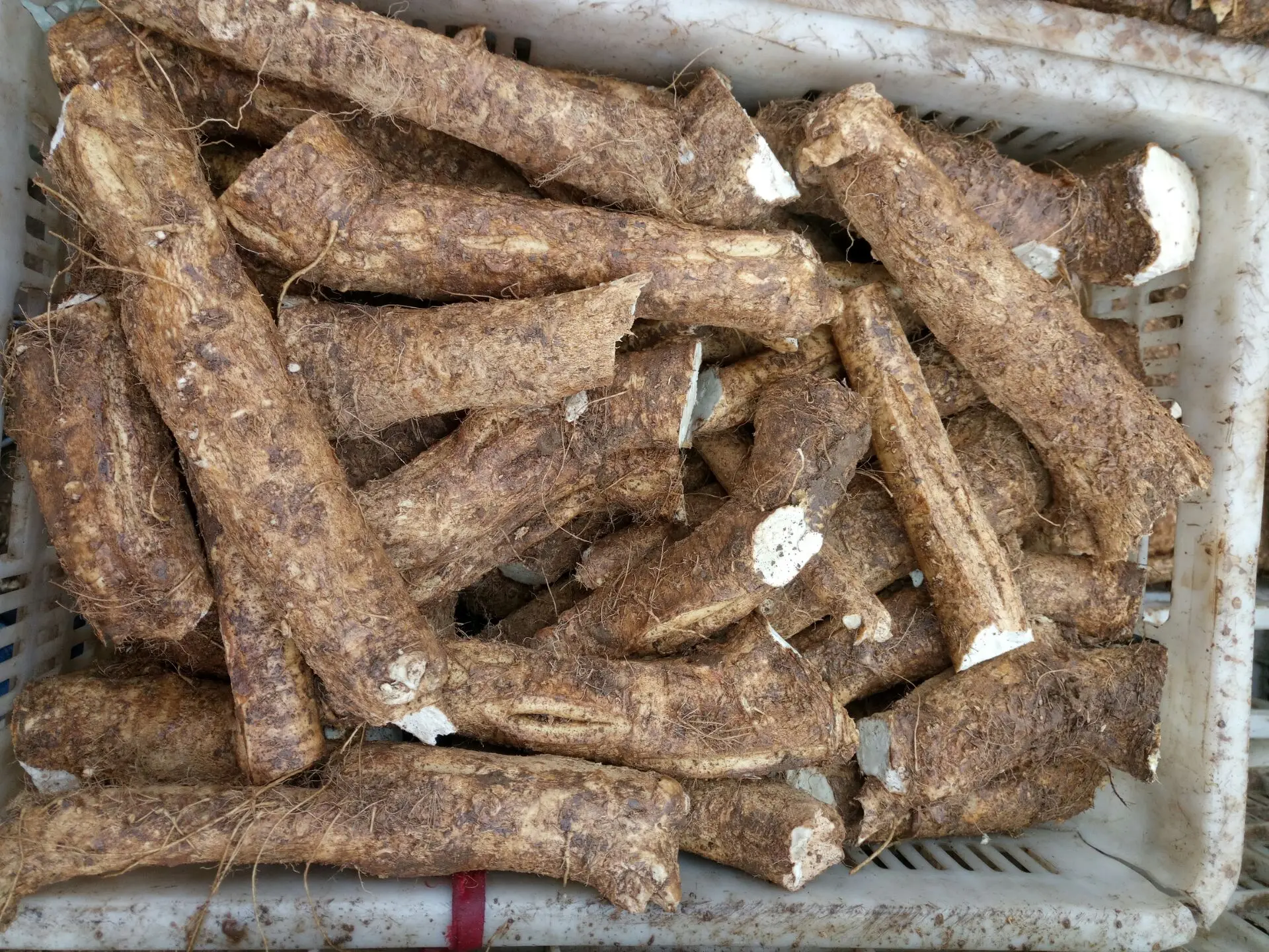Raw material fresh horseradish roots