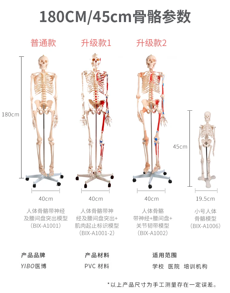 Human Skeleton Model Medical anatomy model human skeleton