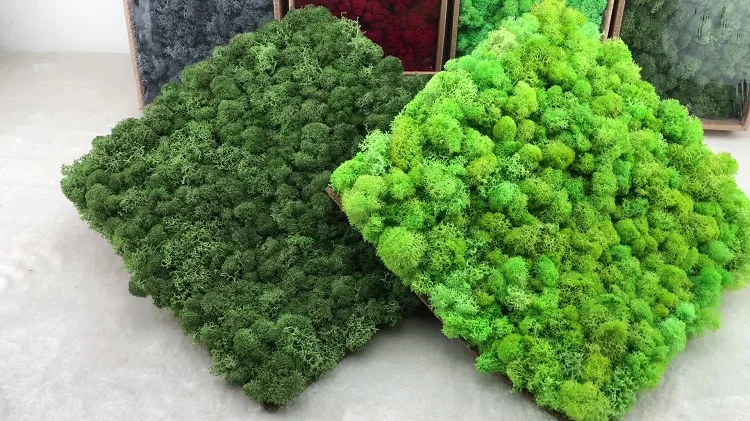 Moss Tile Self Adhesive Moss Wall Decor Preserved  Stabilised Moss
